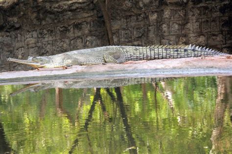 Species - SV ZOO - Tirupati Zoo