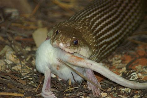 2006-02-20_1422c Snake eating mouse at Alice Springs Deser… | Flickr