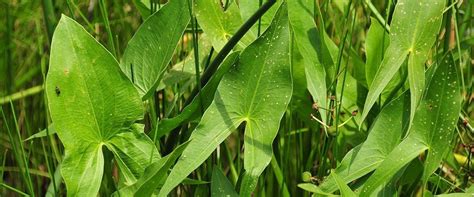 Wetland Plants — Northwest Meadowscapes