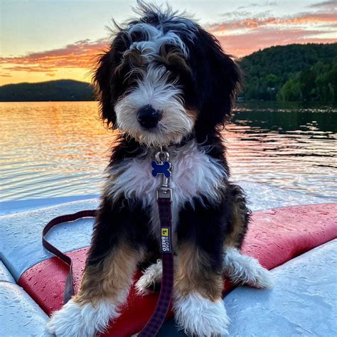 Home | The Cutest Mini Bernedoodles Anywhere! | The Bernedoodles