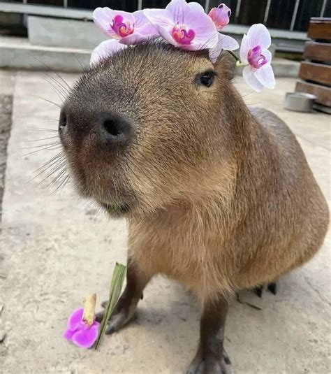 capybaras pets capybara funny capybara pets aesthetic pet lovers funny ...