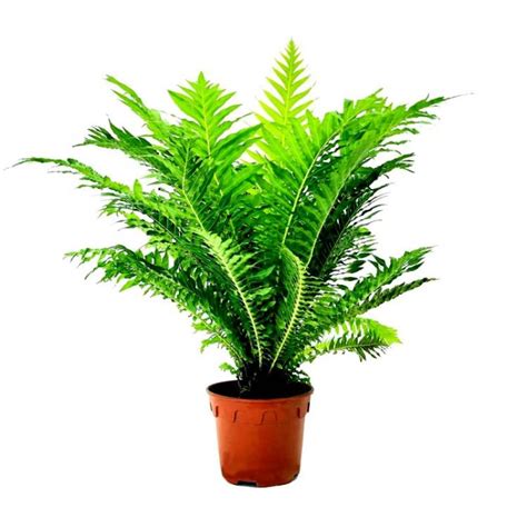 Silver Lady Dwarf Fern plant online at cheap price in plantsguru.com