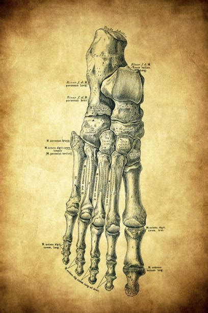 540+ Foot Bones Drawing Stock Photos, Pictures & Royalty-Free Images ...