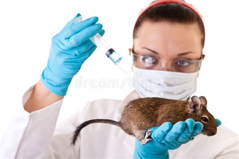 Laboratory animal research stock photo. Image of dermatology - 13472128