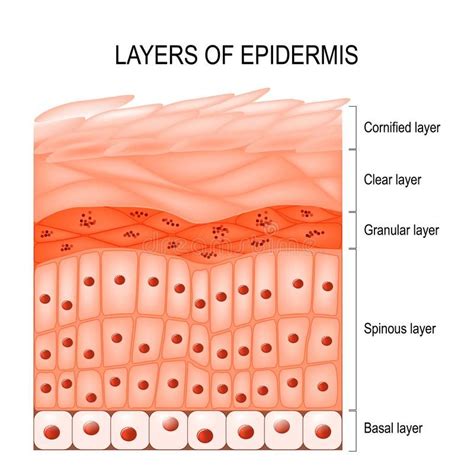 Layers of Epidermis: A Detailed Guide