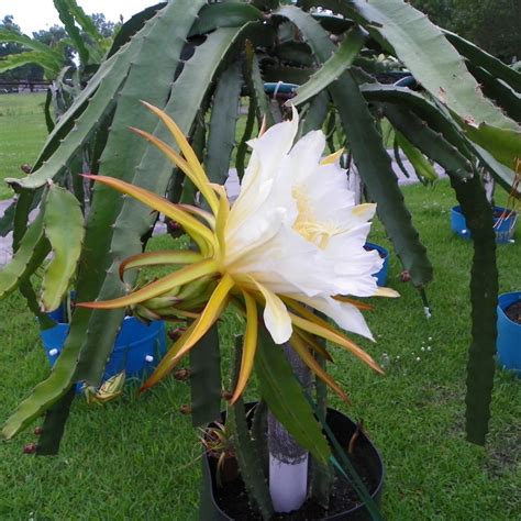 Natural Mystic Dragon Fruit flower - Spicy Exotics