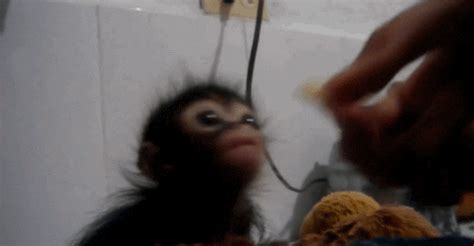 Monkey Eating GIFs - Find & Share on GIPHY