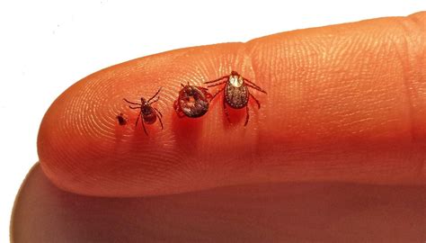 Be aware of ticks: Some symptoms of Lyme disease similar to COVID-19 ...