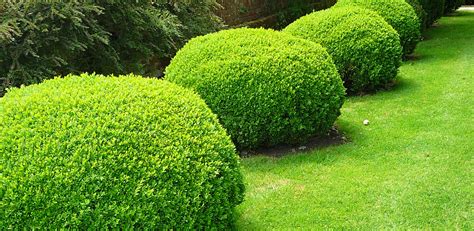 Unique Ways To Shape Hedges In Your Garden - World inside pictures