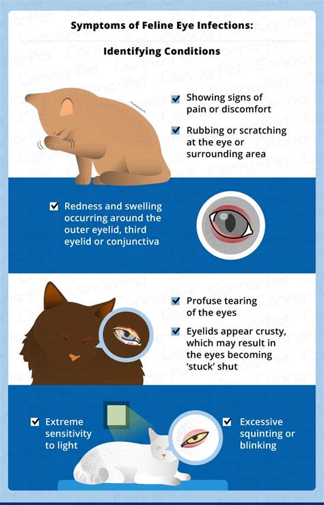 Cat Eye Infection: Recognize the Signs | Canna-Pet