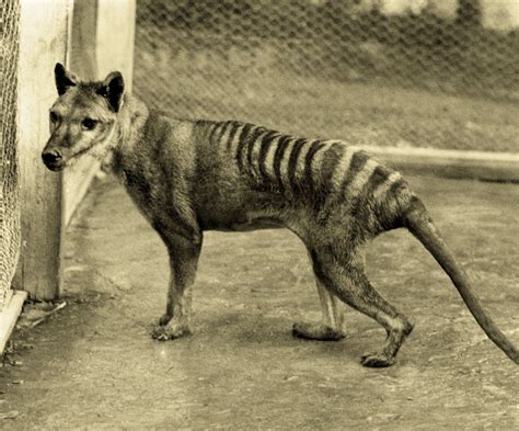 Just Another Static Heart: 10 Extinct Animals in the Last 150 years