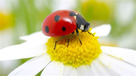 Ladybugs wallpaper | 1600x900 | #1448