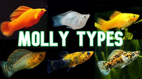 Molly Types & Colors | Over 30!! - YouTube