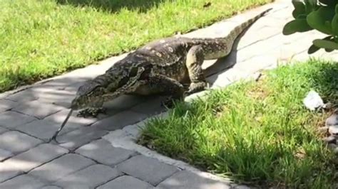 Giant lizard terrorizes Florida family after moving into their backyard ...