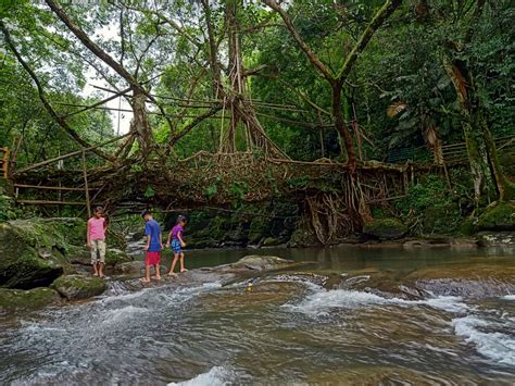 Living Root Bridges – Meghalaya Tourism