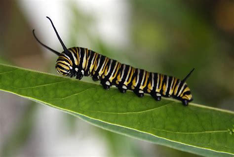 Monarch butterfly caterpillar by CathleenTarawhiti on DeviantArt