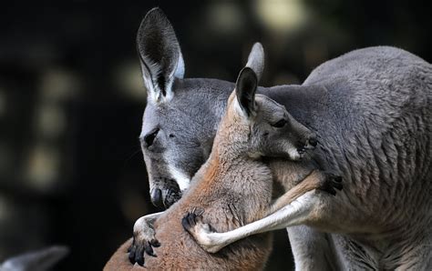 Download Love Baby Animal Animal Kangaroo HD Wallpaper