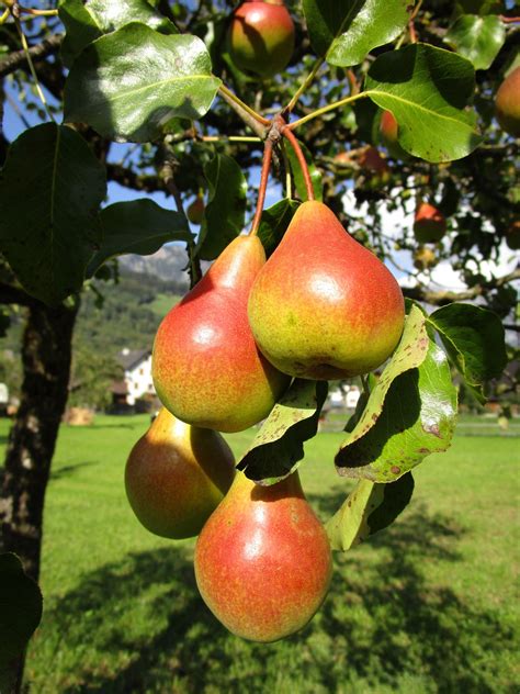 Double Pear Twist Tree - 2 varieties of pears growing on 1 tree! (2 ye ...