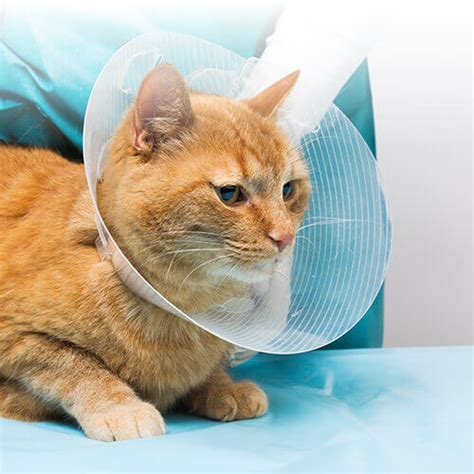 Cat Spaying & Neutering In Dalton | Dalton Veterinary Practice