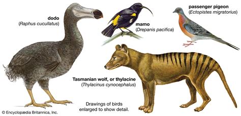 Extinction | Definition & Examples | Britannica