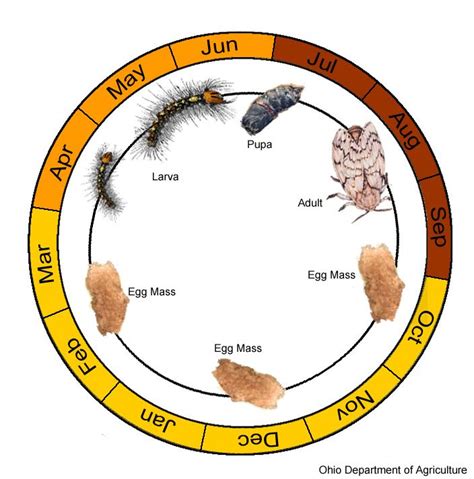 Spongy Moth Life Cycle