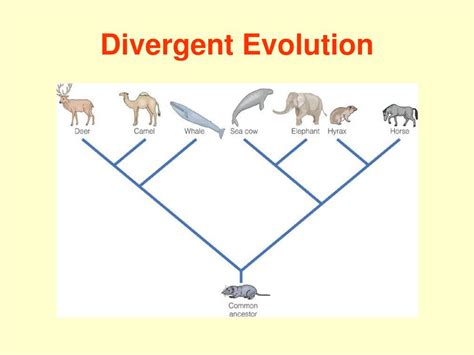 PPT - Evolution PowerPoint Presentation, free download - ID:2939674