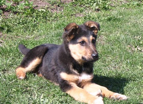 German Sheprador (German Shepherd-Lab Mix) Puppies Info and Pictures