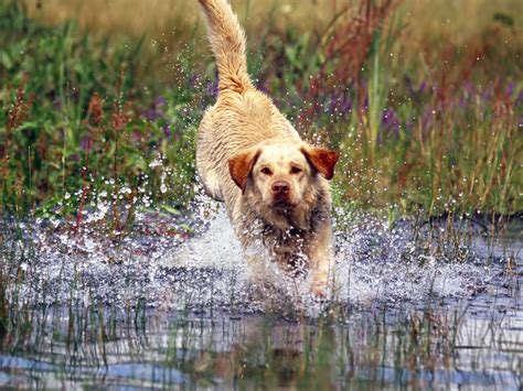 Running Labrador Retriever dog photo and wallpaper. Beautiful Running ...