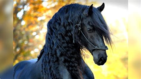 8 Most Beautiful Horses on Planet Earth - YouTube