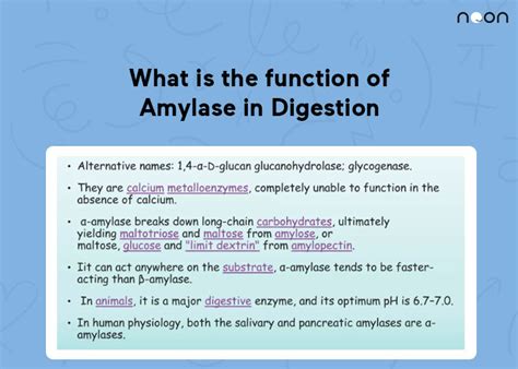 What is the function of Amylase in Digestion?