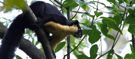 The Black Giant Squirrel | Critter Science