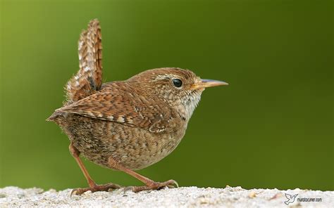 Jenny Wren Bird Sounds