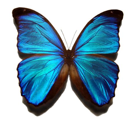 File:Blue morpho butterfly.jpg - Wikipedia