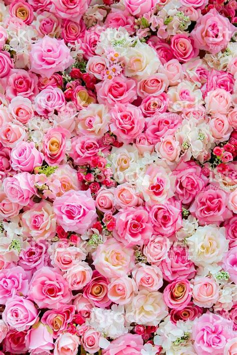 Roses background for backdrop , background ,wallpaper and etc. | Pink ...