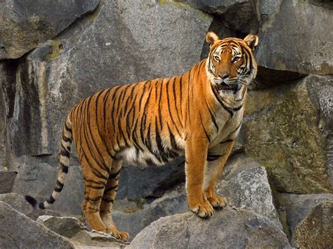 Indochinese tiger - Wikipedia