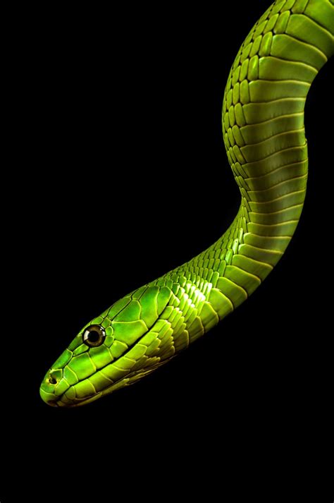 Green Mamba by Jeffrey van Ringelenstijn / 500px | Beautiful snakes ...