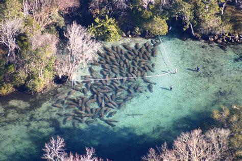 Crystal River National Wildlife Refuge, FL | Manatees congre… | Flickr