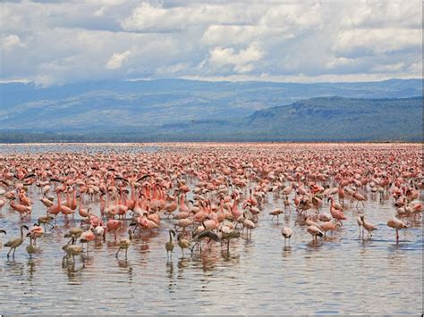 Flamingos, Lake Nakuru National Park, Kenya - Free Nature Pictures