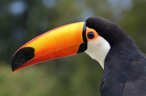 Wild Toco Toucan in Serra do Cipó (Brazil) - a photo on Flickriver