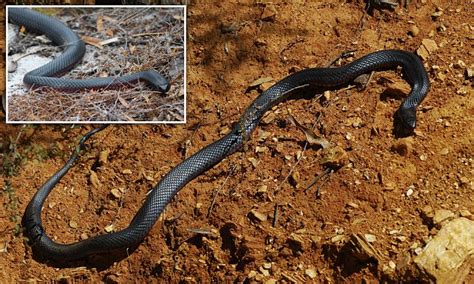 Sydney homes poised for invasion of snakes escaping rain | Daily Mail ...