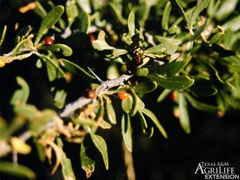 Plants of Texas Rangelands » Wolfberry