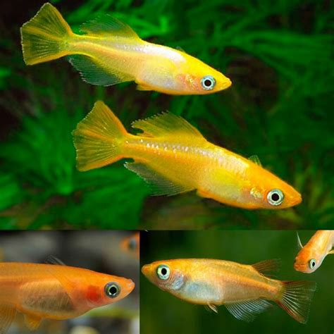 Aquarium Central - Japanese Rice Fish ( Golden Medaka ) 2cm - Aquarium ...