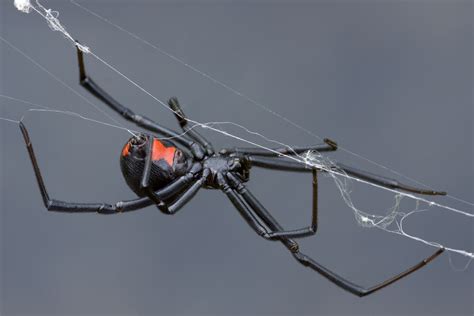 Black Widow Spider Facts (Latrodectus mactans)