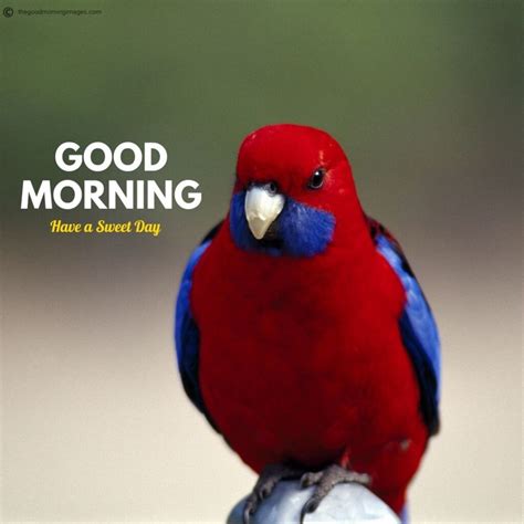 50+ Best Good Morning Birds Images To Wish Anyone [2020]