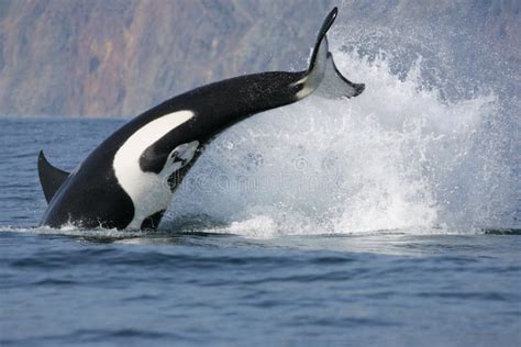 Killer Whale Hunting stock image. Image of animals, activity - 17419589