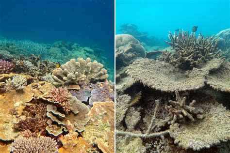 Great Barrier Reef Hit by Worst Coral Die-Off on Record, Scientists Say ...