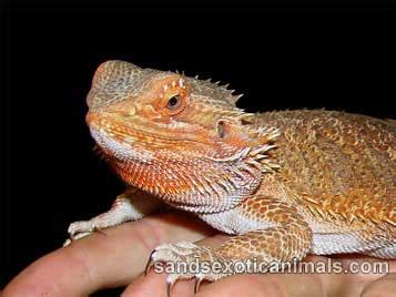 Bearded Dragon Care