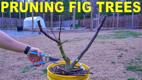 Perfectly Prune Your Fig Trees for Successful Fig Cuttings