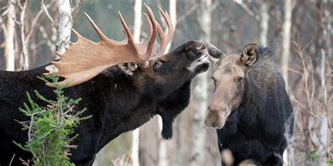 Male And Female Moose