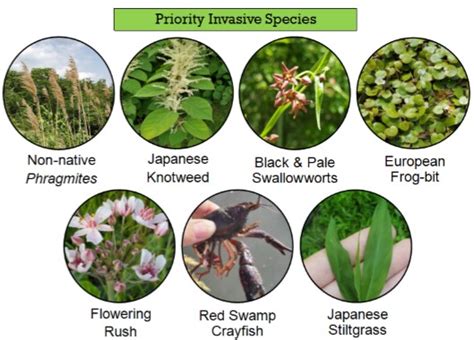 Invasive Species: What are they? - Oakland County CISMA